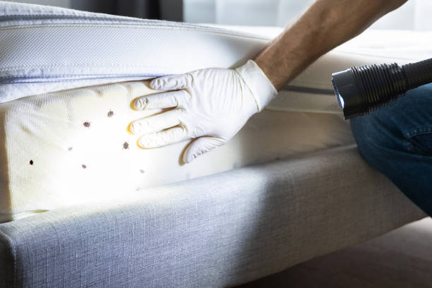 Wasp Removal Services in Scottsboro, AL